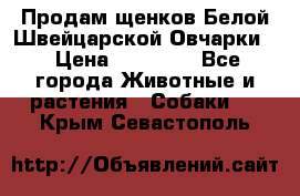 Продам щенков Белой Швейцарской Овчарки  › Цена ­ 20 000 - Все города Животные и растения » Собаки   . Крым,Севастополь